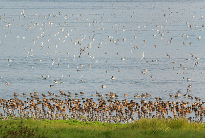 BUITEN BEELD Foto: 339140