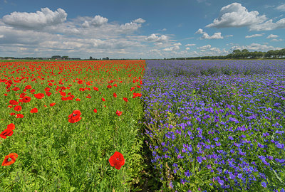 BUITEN BEELD Foto: 339185