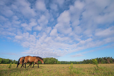 BUITEN BEELD Foto: 339186