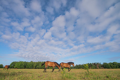 BUITEN BEELD Foto: 339193