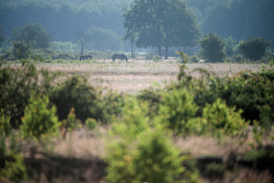BUITEN BEELD Foto: 339236