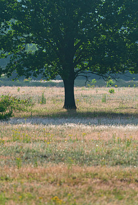 BUITEN BEELD Foto: 339244
