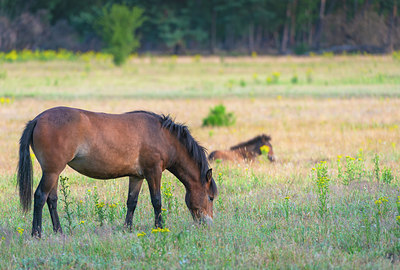 BUITEN BEELD Foto: 339254