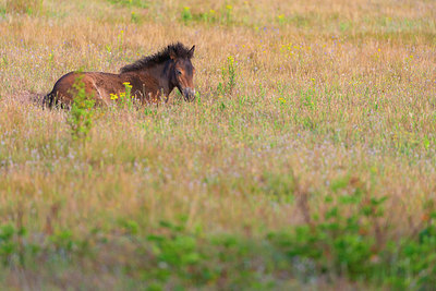 BUITEN BEELD Foto: 339264