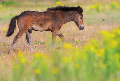 BUITEN BEELD Foto: 339273