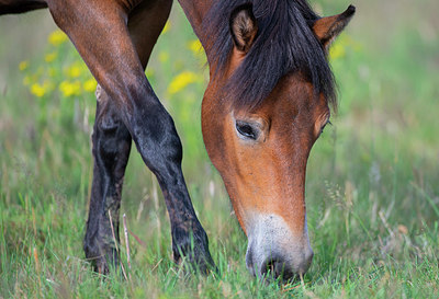 BUITEN BEELD Foto: 339290