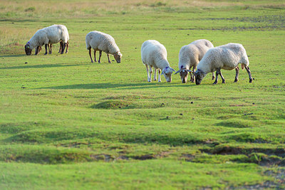 BUITEN BEELD Foto: 339312