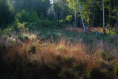 BUITEN BEELD Foto: 339313