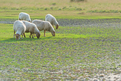 BUITEN BEELD Foto: 339319