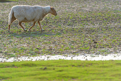 BUITEN BEELD Foto: 339327