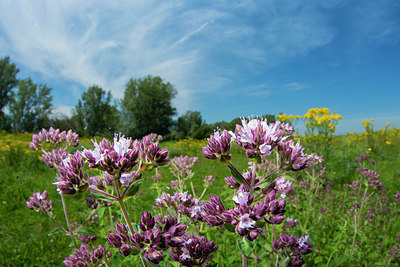 BUITEN BEELD Foto: 339345