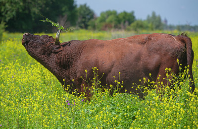 BUITEN BEELD Foto: 339355