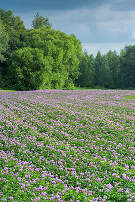 BUITEN BEELD Foto: 339406