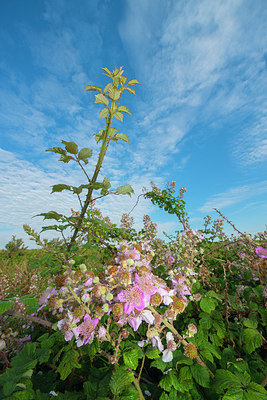 BUITEN BEELD Foto: 339414