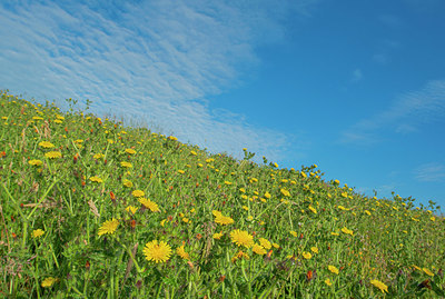 BUITEN BEELD Foto: 339438