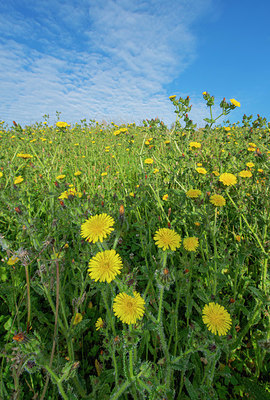 BUITEN BEELD Foto: 339443