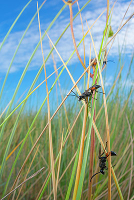 BUITEN BEELD Foto: 339464