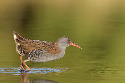 BUITEN BEELD Foto: 339497