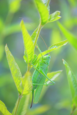 BUITEN BEELD Foto: 339521