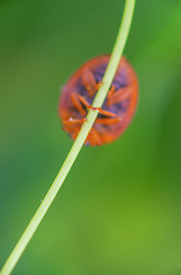 BUITEN BEELD Foto: 339535