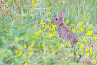 BUITEN BEELD Foto: 339557