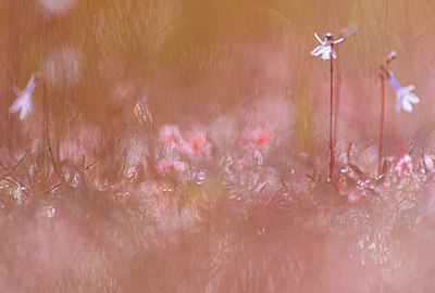 BUITEN BEELD Foto: 339563