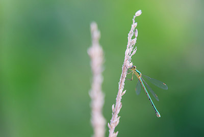 BUITEN BEELD Foto: 339572