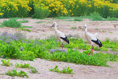 BUITEN BEELD Foto: 339643