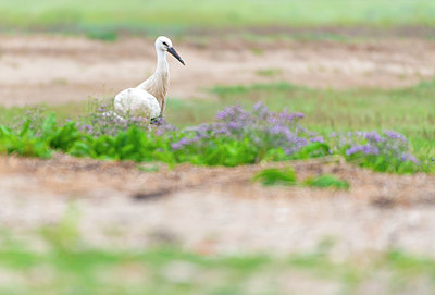 BUITEN BEELD Foto: 339644