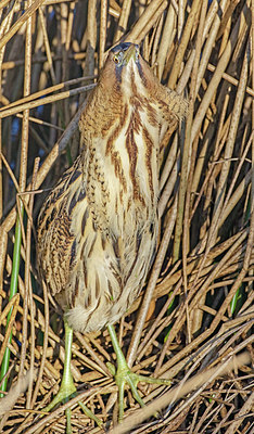 BUITEN BEELD Foto: 339652