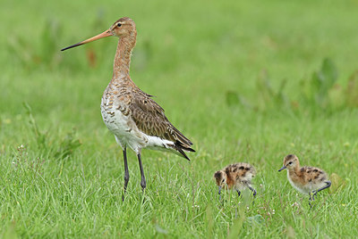 BUITEN BEELD Foto: 339657