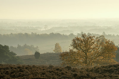 BUITEN BEELD Foto: 339661