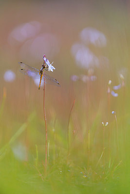 BUITEN BEELD Foto: 339703