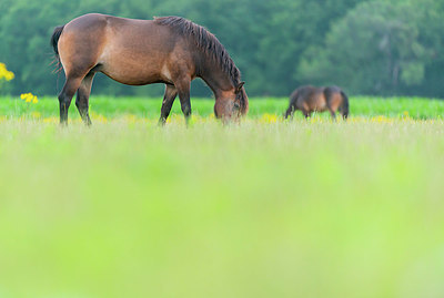 BUITEN BEELD Foto: 339808