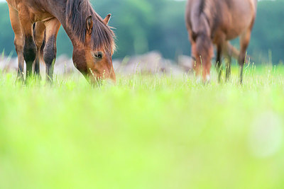 BUITEN BEELD Foto: 339818