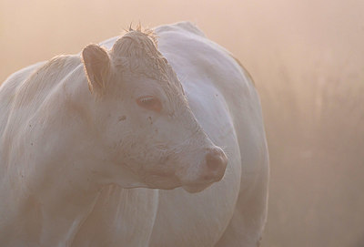 BUITEN BEELD Foto: 339825