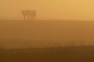 BUITEN BEELD Foto: 339836