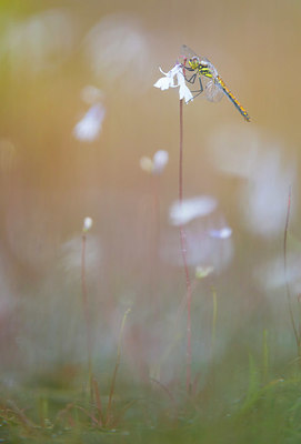 BUITEN BEELD Foto: 339881