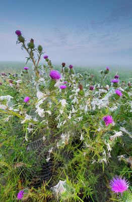 BUITEN BEELD Foto: 339931