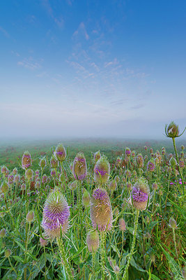 BUITEN BEELD Foto: 339940