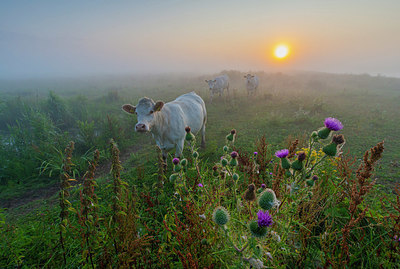 BUITEN BEELD Foto: 339945