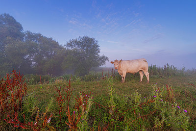 BUITEN BEELD Foto: 339947