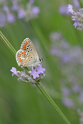 BUITEN BEELD Foto: 340067