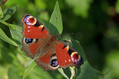 BUITEN BEELD Foto: 340070