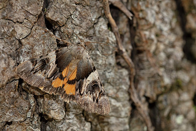 BUITEN BEELD Foto: 340074