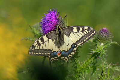 BUITEN BEELD Foto: 340079