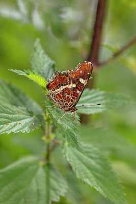 BUITEN BEELD Foto: 340081
