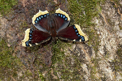 BUITEN BEELD Foto: 340089