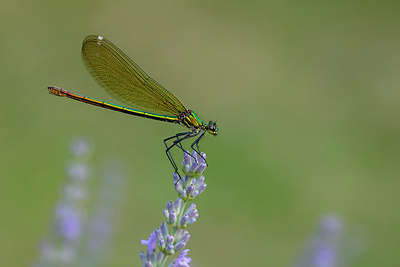 BUITEN BEELD Foto: 340094