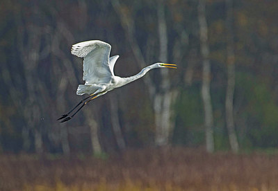 BUITEN BEELD Foto: 340118